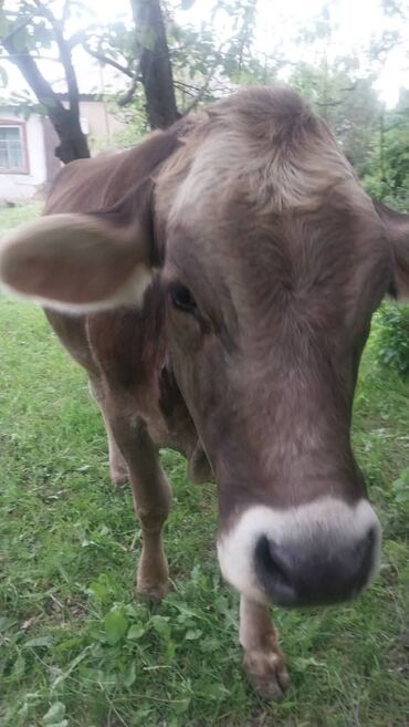 бельгийский бык: Продаю | Корова (самка) | Для разведения, Для молока | Искусственник