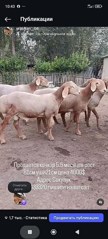 бараны суффолк: Продаю | Баран (самец) | Арашан | Для разведения | Осеменитель — 3