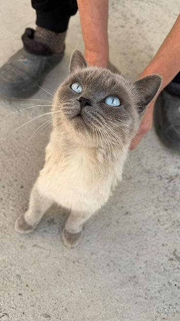сиамский котенок: Кошка даром: Сиамская, 1 год, Девочка — 1