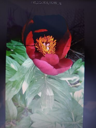 Садовые цветы и кустарники: Саженцы цветка: Платная доставка — 29