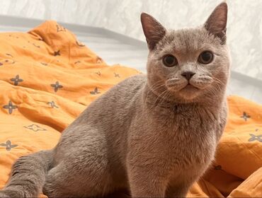 купить котенка каракала: Продаю котенка( мальчик) породы скотиш страйт 6 месяцев. в связи с