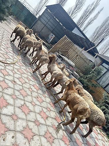 Баран, овца: Продаю | Овца (самка) | Для разведения | Ярка — 7