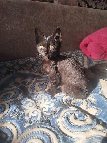 котенок манчкин: Кошка даром: Беспородная, 2 месяца, Мальчик, Приучена к лотку, Проглистована — 1