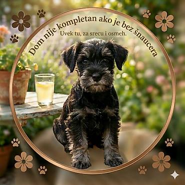 serbia dogs: Patuljasti šnaucer-crno/srebrni štenci-očekivano vreme preuzimanja od — 2