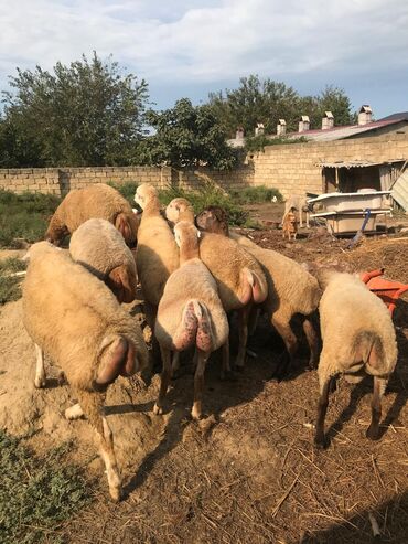 bakida cins ineklerin satisi: Qoyun sürüsü – yerli şiş quyruq (dolquyruq) tipli heyvanlar - Növ