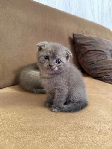 коты в добрые руки: Шотладская вислоухая, Самка, В добрые руки