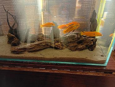 akvarium az: Dördbucaq akvarium, Balıqlarla birlikdə, 135 l, Ödənişli çatdırılma — 2