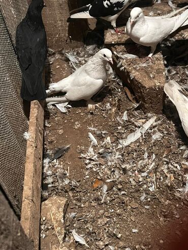 породистые собаки в добрые руки: Ağ papuşqali Erkey at lalafo.az породистые собаки в добрые руки: Ağ papuşqali Erkey