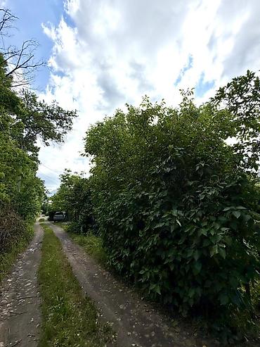заречный: 5 соток, Для строительства, Красная книга — 4