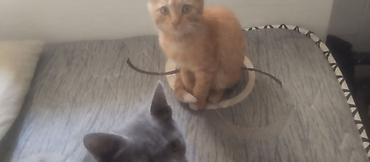 игрушки кошек: Кошка даром: Беспородная, 3 месяца, Мальчик — 3