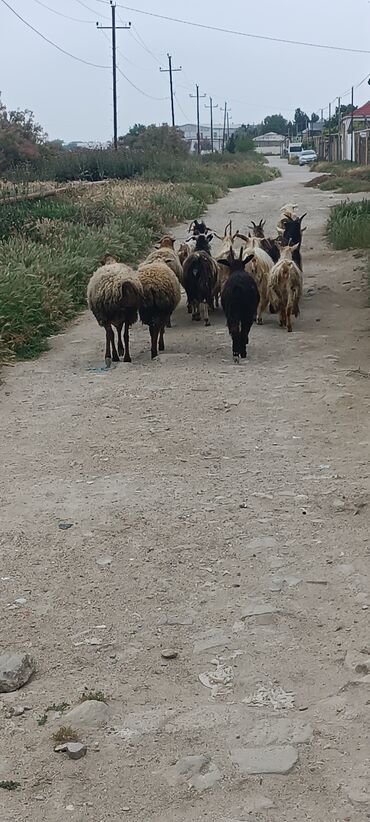 Qoyunlar, qoçlar: Dişi, il: 1, Ünvandan götürmə