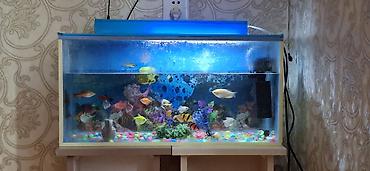 akvarium az: Dördbucaq akvarium, Balıqlarla birlikdə, 30 l — 3
