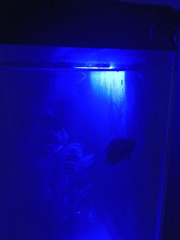 akvarium satisi: Salam. Akvarium satılır. 0.60x0.40x0.25. Balıqlar, şüşə təmizləyən — 9