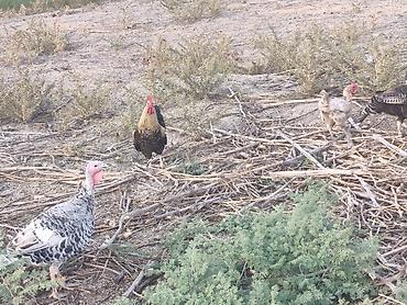 ev quşları haqqında qısa məlumat: Toyuq, Damazlıq — 5