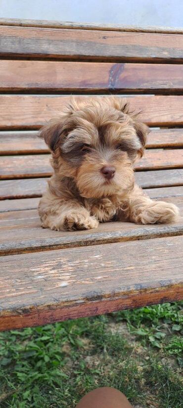 Psi: Ovi preslatki mališani su štenci Havanskog Bišona, jedna ženkica i 4 na lalafo.rs — 1 Psi: Ovi preslatki mališani su štenci Havanskog Bišona, jedna ženkica i 4 — 1