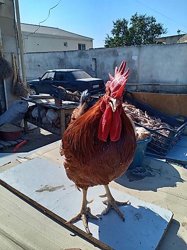 Xoruz, il: 1, Ödənişli çatdırılma