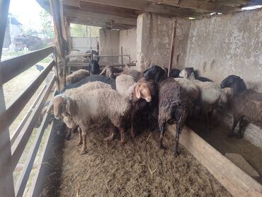 овцы породы арашан: Продаю | Баран (самец) | Арашан | На забой