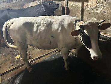 südlük inəklər: Super duye dogmamis cinsdən ağ-qara ləkəli inək. Orta ölçülü buynuzlu — 3