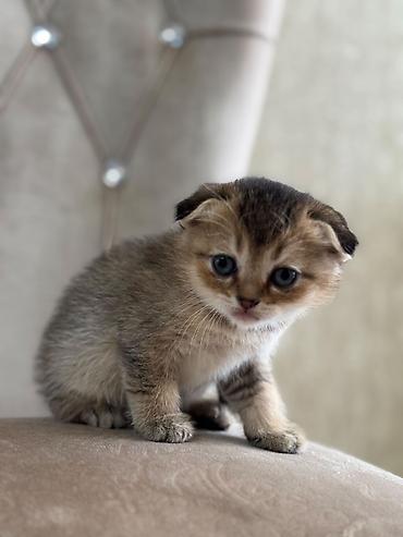 Кошки: Золотая шиншилла, Самец, Бесплатная доставка — 3