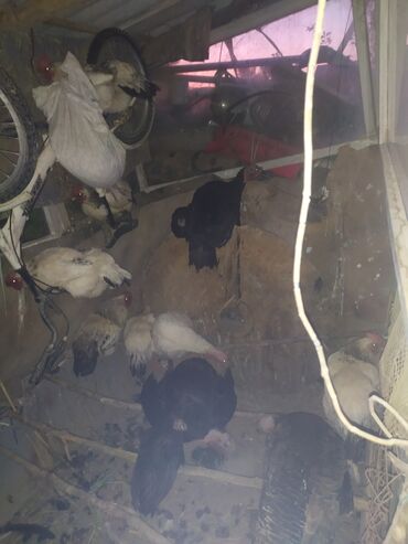 где можно купить телят симментальской породы: Продаю 7 куриц и 1 петух 🐓 Адлер, 4 🦃 индейку с 3-мя цыплят индйеек
