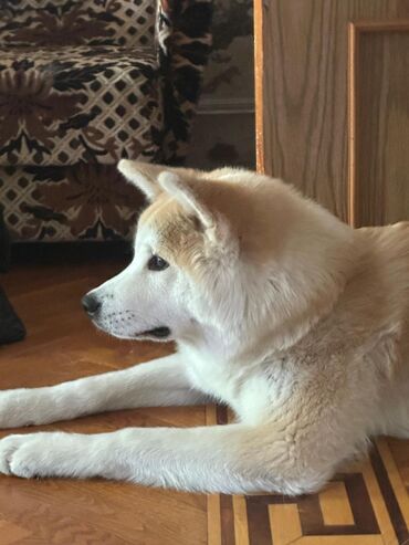 it balari: Akita-inu, 7 ay, Dişi, Peyvəndli, Ünvandan götürmə, Pulsuz çatdırılma, Ödənişli çatdırılma