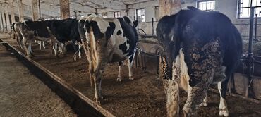 Коровы, быки: Продаю | Корова (самка) — 13