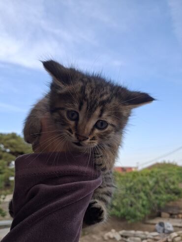 Pişiklər: Erkək, Yaxşı əllərə