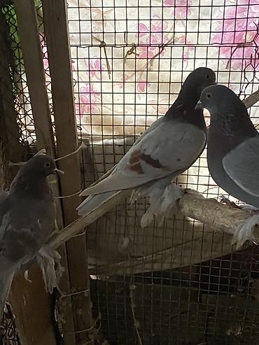 Другое мясо птицы: Домашние голуби декоративных пород. Особенности: - Пушистые оперённые — 4