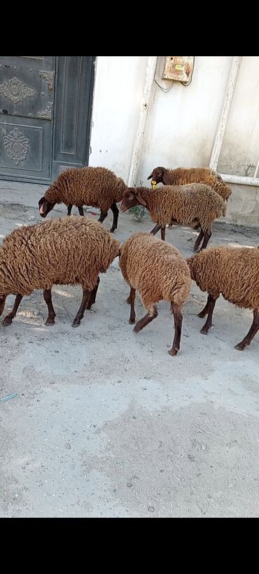 купить котенка в баку: Dişi, Qala, il: 1, 50 kq, Damazlıq, Ünvandan götürmə