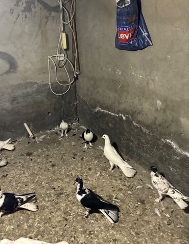 göyercin yuvası: 12 dene quwdu qirmizi cep satilmir hamisi hundur aciq quyruq