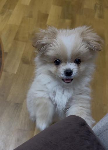 pomeranian it: Şpitz, 4 ay, Dişi, Peyvəndli — 6