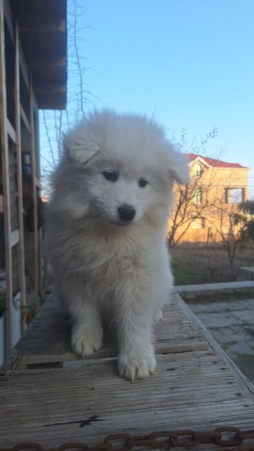 İtlər: Samoyed, 2 ay, Erkek, Ünvandan götürmə