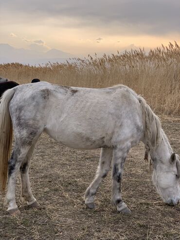 Лошади, кони: Продаю | Кобыла (самка) | Рабочий — 2