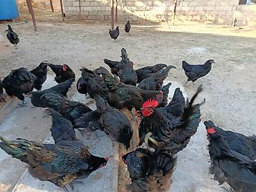 sabuncu toyuq bazari: Toyuq, Australorp, Yumurtalıq — 2