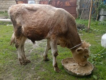 Коровы, быки: Erkey danadı 8 aylığdı tam sağlamdı təzə yemə tutmuşam südən kəsilib