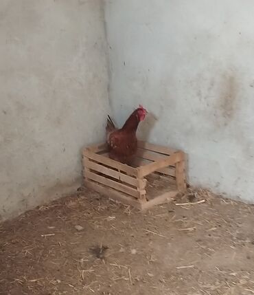 Satılır. 1 xoruz 2 fərə