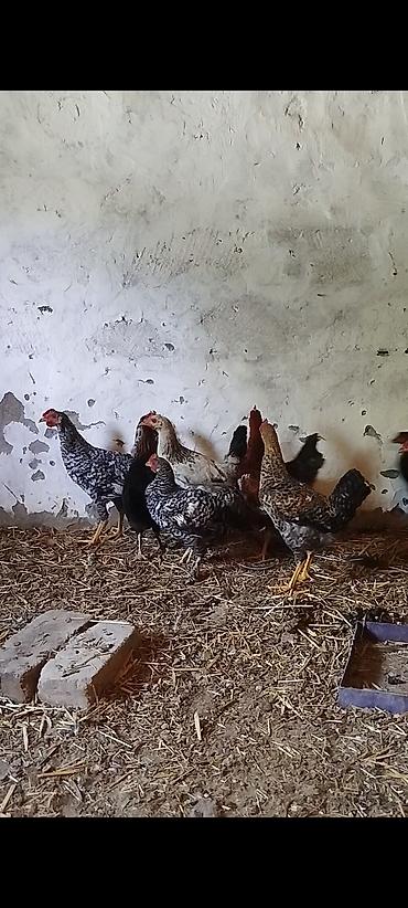Xoruzlar: 5 ayının içində təbii kənddə həyətdə göylükdə yetirşdirilmiş kənd — 4