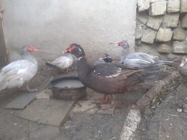 Ördəklər: Lavanda balaları – ördək cücələri Məhsul təsviri: - Şəkillərdə olan — 12