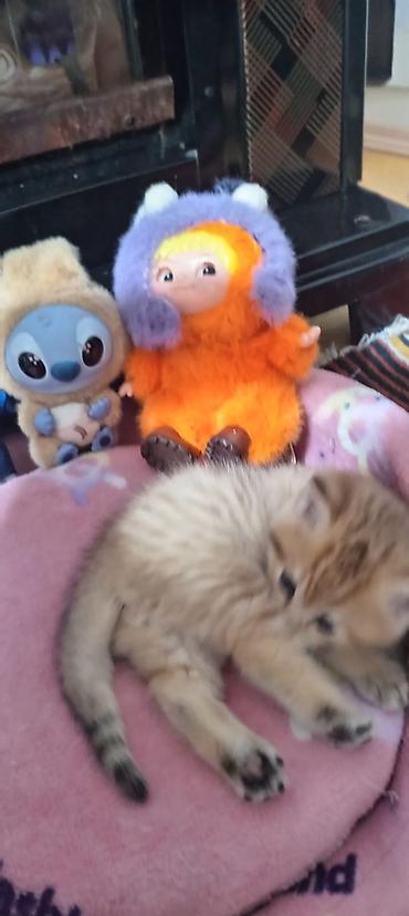 Pişiklər: Britan, Yaxşı əllərə — 33