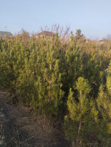 Şitillər: Satılır: iynəyarpaq şam ağacları (fidanlar) - Növ: Şam (Pinus) – — 7