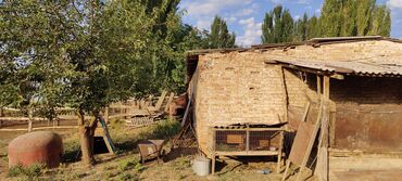 Сельхоз предприятия: Продается Кашара Фермерское- хозяйство с действующим бизнесом и с — 14