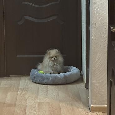 Продажа собак: Шпиц, 7 месяцев, Самка, С прививкой — 27