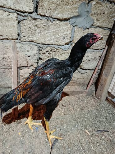 Xoruzlar: 7 ayliq becediler biri 70 azen super qani var — 3