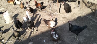 Коровы, быки: Самка, | Lal ordek, Для разведения