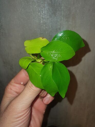 Akvariumlar: Anubias Golden Leaf 2 ədəd hərəsi 13AZN