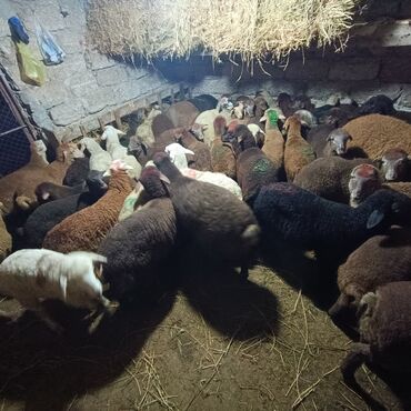 Qoyunlar, qoçlar: Salam aleyküm saxlamlıq quzularm var satram isdiyen0775431770 elaqe — 2