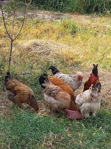 собаки рынок в бишкеке цены: Продаю | Куры | Домашняя | Для разведения — 1