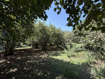 Həyət evləri və villaların satışı: Satılır: geniş və işıqlı həyət evi - Planlama: bir neçə otaqdan — 9