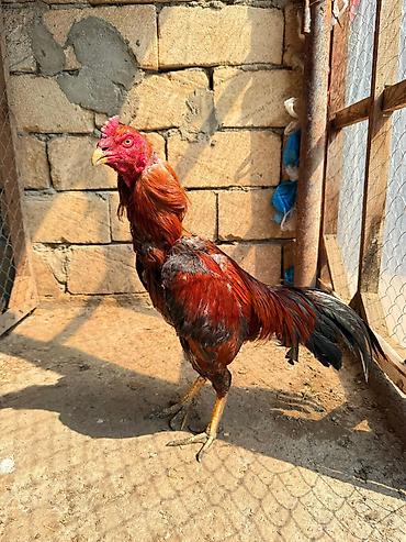 Xoruzlar: Her qiymete var — 6