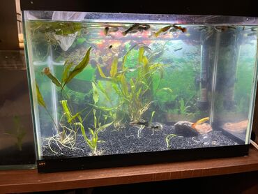 аквариум купить: Dördbucaq akvarium, Balıqlarla birlikdə, 25 l, Ünvandan götürmə